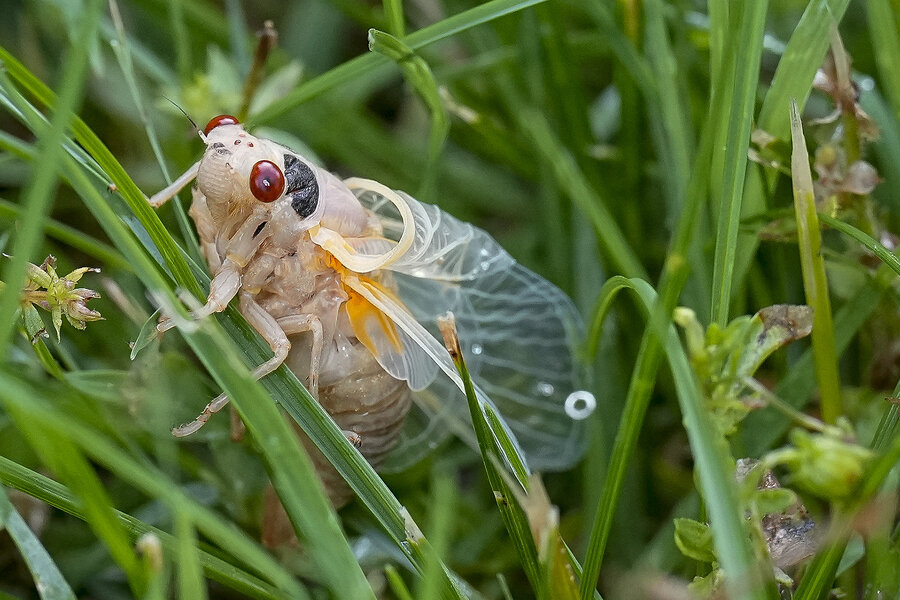 Cicada map 2024: How you can participate in the insect extravaganza ...